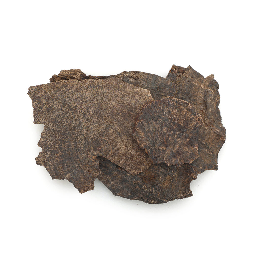 عود (Oud)
